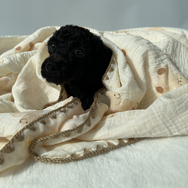 스카이몰 댕이 이불, 1개, 베이지곰돌이