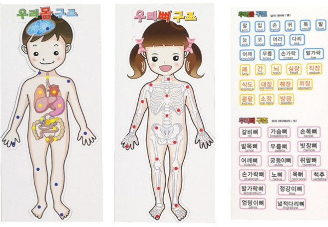 (색지청) 우리몸1 우리몸의 구조 남.여세트
