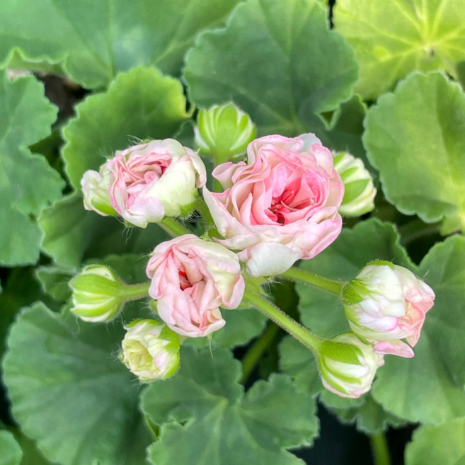 예거서스보레 제라늄 러시아제라늄 유럽제라늄, 1개