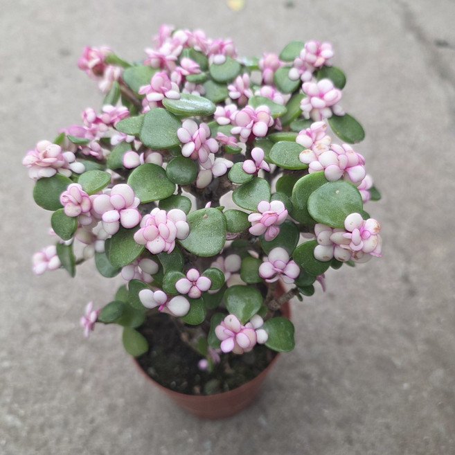 핑크 아악무 외목대 은행목 아악무 사랑목 핑크아악무 금과옥 공기정화식물 다육식물 분갈이, 1개, 기본