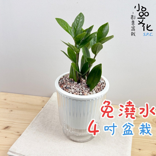 小品文化 金錢樹 4吋透明條紋免澆水盆栽, 1個, 灰色