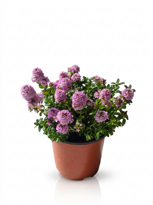 초록갈피 백리향 화분 허브 모종 식물 키우기 보라색 꽃 향기나는 생화 집들이 선물, 1개, 보라