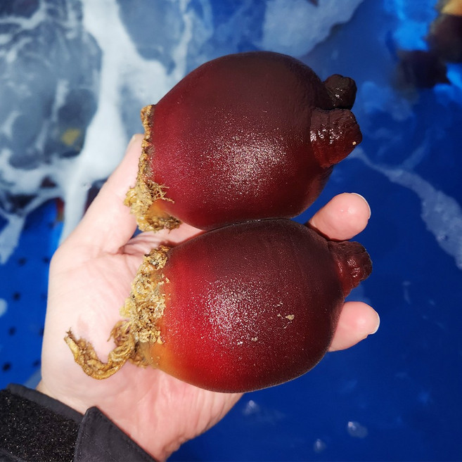 자연산 뿔멍게 강원도 비단멍게, 1개, 비단멍게 1kg(3~6미)