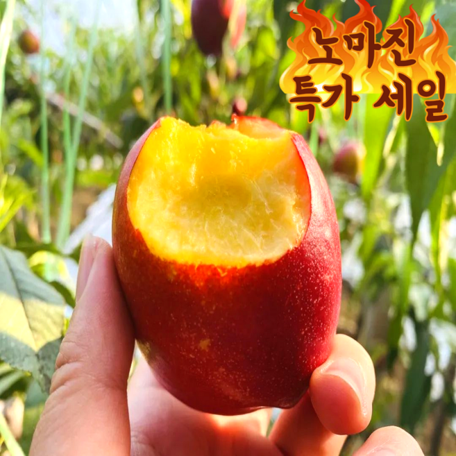 [작년판매1위] 산지직송 초고당도 가정용 후무사 자두, 1박스, 3kg
