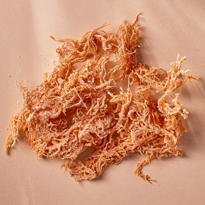 珊瑚草 海底燕窩 600公克裝, 1個