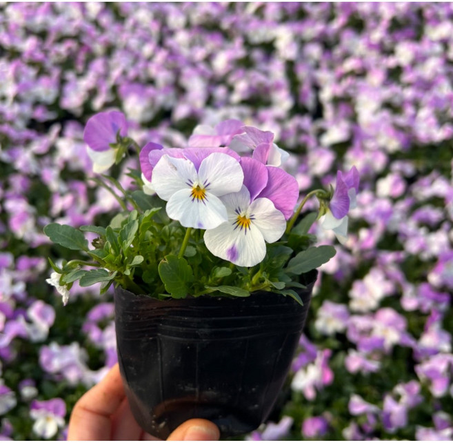 [도드람산식물원] 비올라 모종꽃 팬지모종 10+2 상품 4치포트 (12개) 전원주택조경 카페꾸미기, 핑크흰, 1개