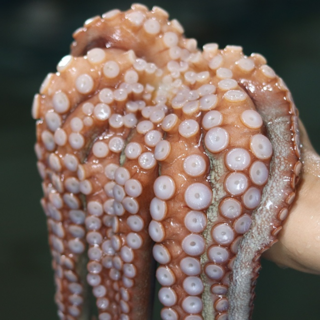 [한정특가] 국산100% 여수통영 자연산 생물 돌문어, 1개, 2kg