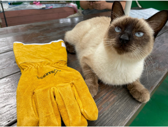 개 고양이 새 뱀 야생 동물 물림 방지 장갑 보호 두꺼운 가죽 훈련 - 나르웨일 통상, 1세트, 황색 긴팔 - ( 우피 )