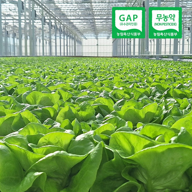 [무농약/GAP인증] 프리미엄 유러피안 샐러드 채소 1kg내외 (3-6종), 1박스, 1kg