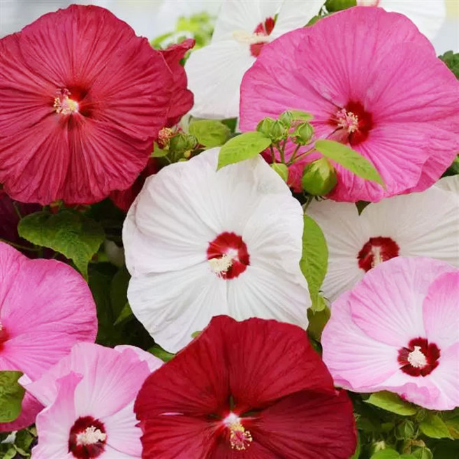 [대영원예가든] 미국부용 9cm포트 부용화, 01. 빅팬시 9cm포트, 1개