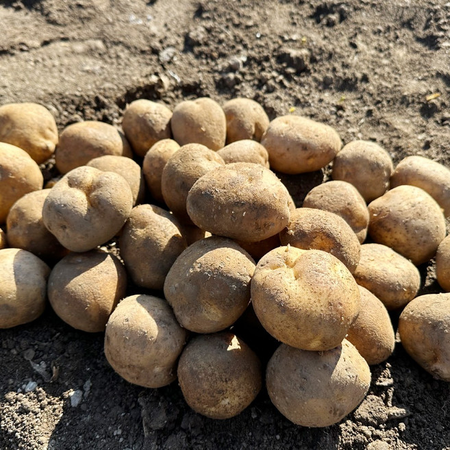 국산 25년 감자 20kg 대용량 식자재, 1박스, 수미감자 사이즈 중