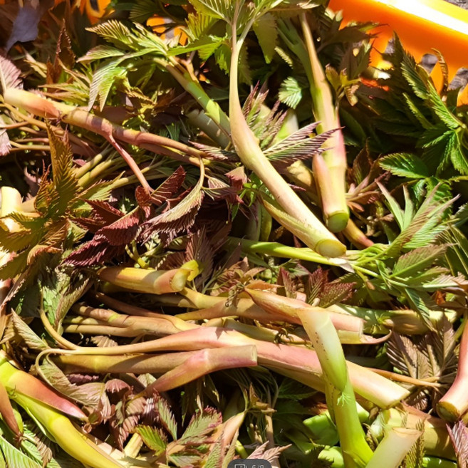 강원도 귀농가족 눈개승마 삼나물, 1kg, 1개