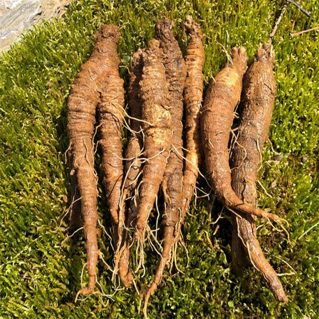유쎌쇼핑몰 강원도 정선 산더덕 중 1kg 정선산더덕 국산생더덕