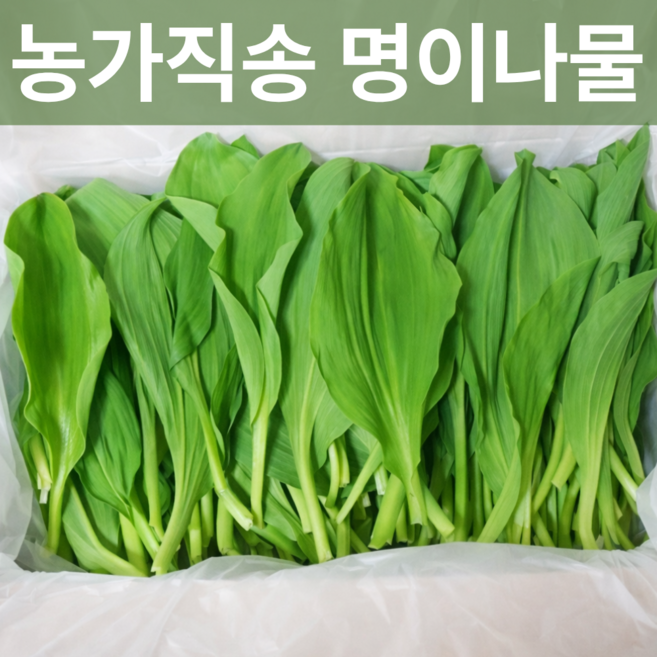 생명이나물 강원도 산마늘 울릉도종 명의나물, 1kg, 1박스