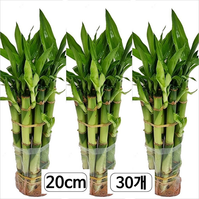 트리앤 1+1+1 개운죽 20cm (30개) 수경식물 수입상태로배송 미세먼지제거 공기정화식물 직수입 [예약구매] 에어플렌트 수생식물 수경재배 꽃화분, 1개, 개운죽 1+1+1 20cm (30개) 1개