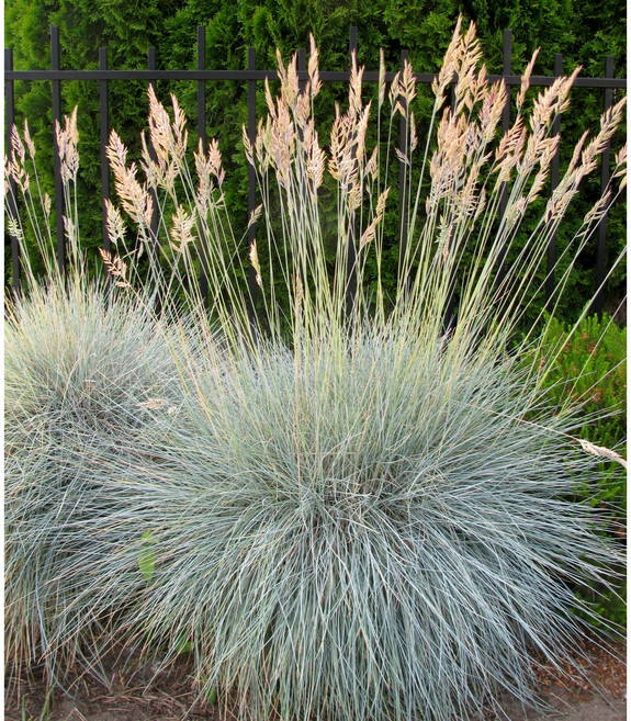 은사초 8cm포트모종 블루훼스큐 노지월동 그라스, 3개