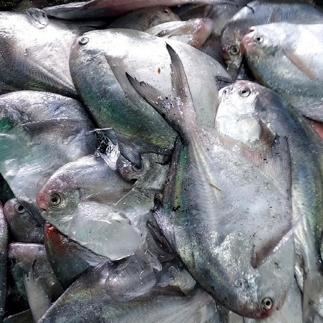 국내산 횟감 생물 병어 3kg 세꼬시 조림 구이, 3개, 1kg 6-9미