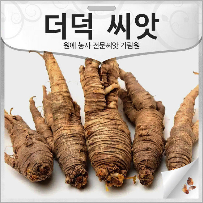 더덕 씨앗 약초 종자 채소씨앗 토종 재래종 1000알, 1개