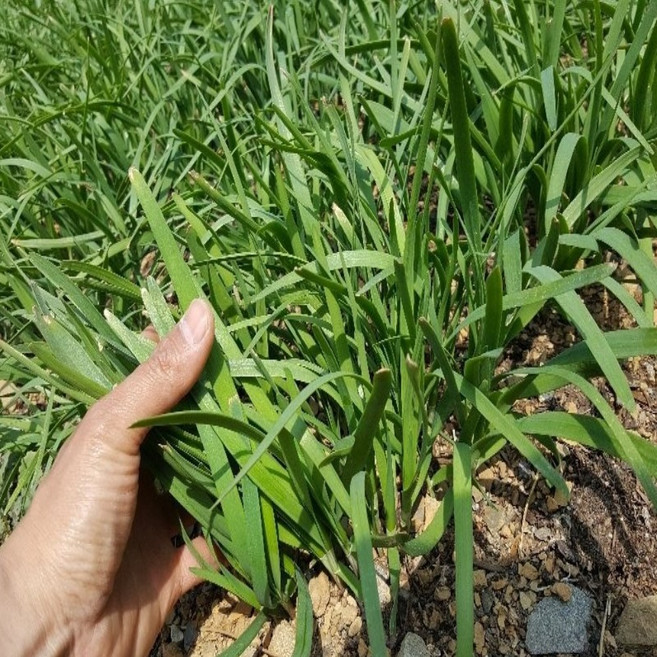 노씨고집 산지직송 국산 노지 초벌부추, 1개, 1kg