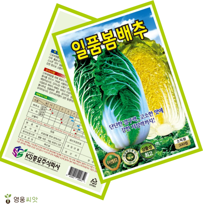 일품 봄배추 씨앗 (500립) 종묘 종자 배추 봄배추 봄동 씨 영웅 KS, 1개