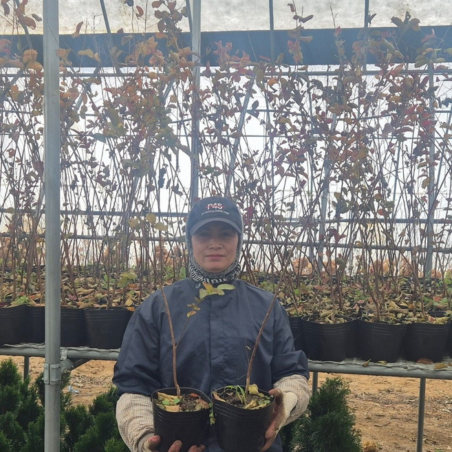 배롱나무 묘목 붉은 다이너마이트 포트 6치H1.0-1.1m 목백일홍나무