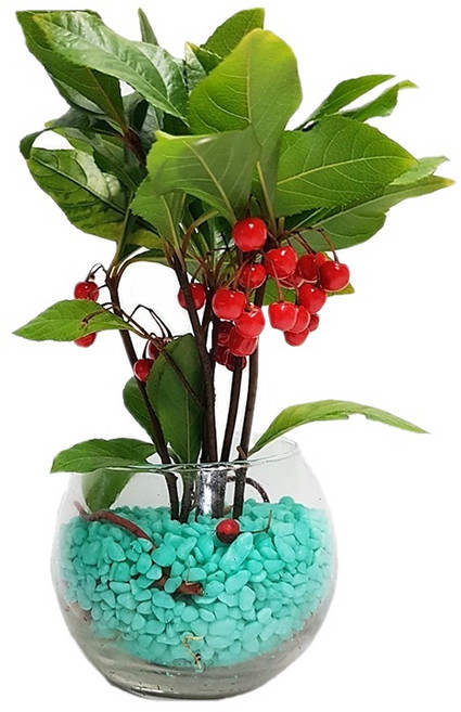 트리앤 단지 천냥금 유리병 수경식물 공기정화식물 칼라스톤 미세먼지제거식물, 04 단지 천냥금(소라) 1개, 1개