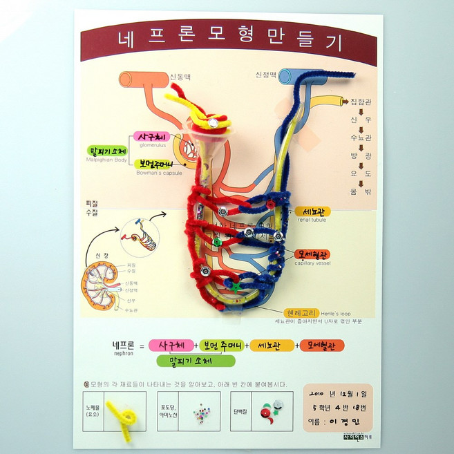 sc 사이언스키트 네프론 모형 만들기 4인용 신장의 기본구조와 기능 오줌이 생성과정 학습, 단품