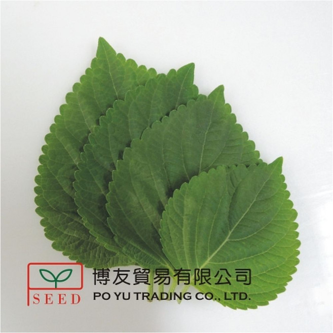 【野菜部屋】青森芝麻菜種子 0.3公克 韓國芝麻葉, 1包