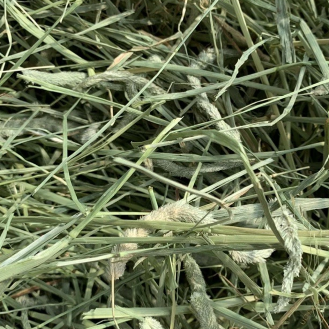 HW 美國賽馬級 首割提摩西草, 5kg, 1個