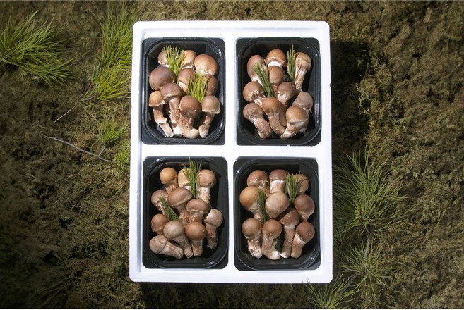 호텔버섯! 피터팜 참송이 선물세트A [원산지:국산(경기도 파주시)], 1개, 1000g