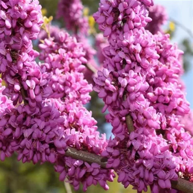 박태기나무 묘목 분묘 개화주 1m 이상, 1개