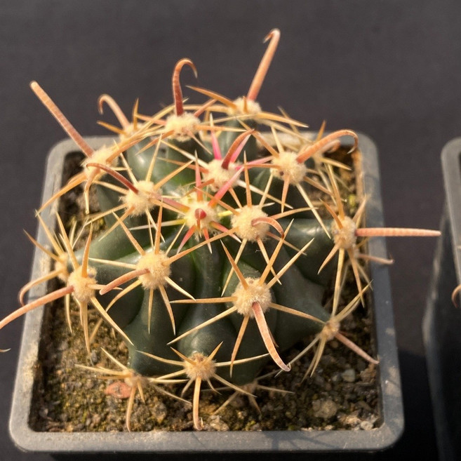 Ferocactus屬仙人掌綜合強刺球品種 降台穩根易養護 居家綠植盆栽首選, 半島玉