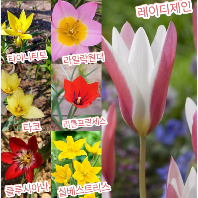 원종튤립구근 7색상20개/대박할인sale~~