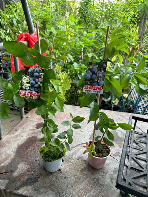 霏霏園藝 三寸藍雨藍莓 比洛克西藍莓盆栽組合 陽台盆栽 新手推薦 健康水果, 1個