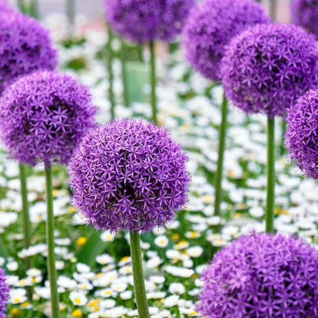 [큐가든] 알리움 구근 퍼플 센세이션 3개 유럽 직수입 특선 노지월동식물 - 쿠팡