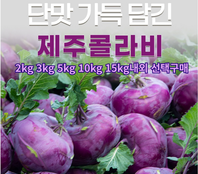100% 청정 제주산 콜라비/ 아삭하고 달콤한 식감 저온숙성 단단한 껍질 보관용이 산지직송 가정용 업소용, 1개, 15kg