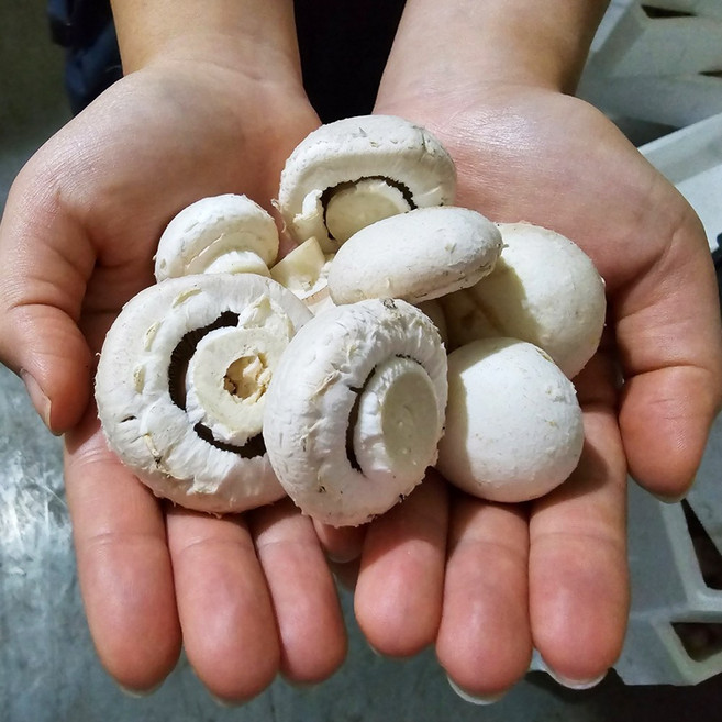 산지직송 국내산 100% 양송이버섯 파지, 1개, 2kg