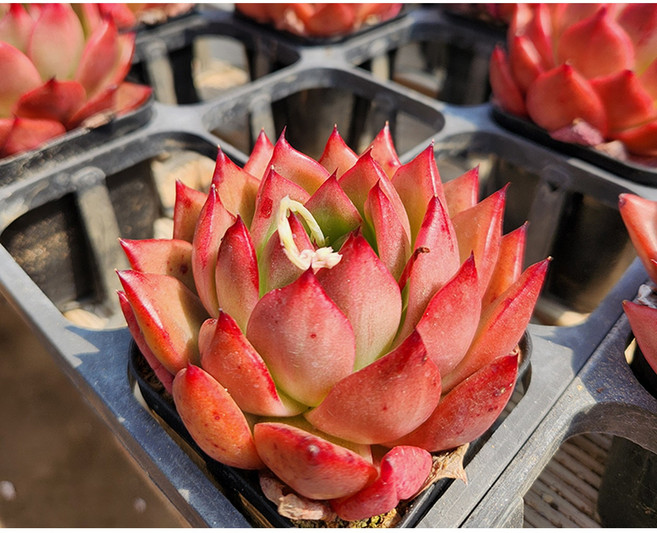 하이선인장 레드다이아몬드 희귀다육 고급다육, 1개