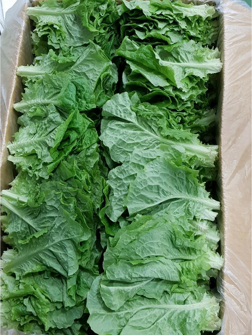 국내산 남원 최상품 청상추1kg 2kg 4kg 박스포함 알뜰농장, 1개, 청상추2kg내외