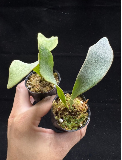 金功夫植物園 1.5吋 白色風車 鹿角蕨(TC) #觀葉植物#雨林植物, 1個, 2顆白色風車