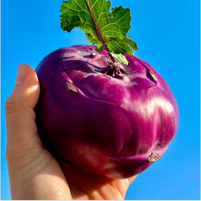 [한정특가] 청정재배 국산100% 제주 콜라비, 1개, 10kg