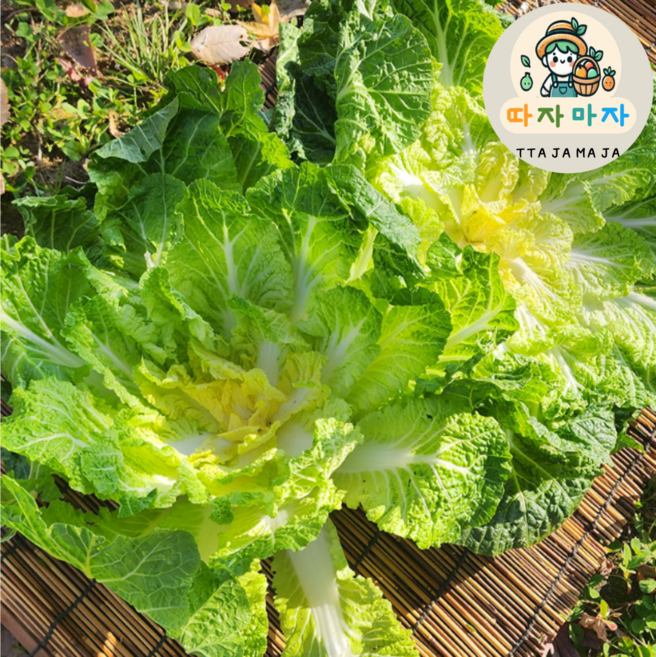 [진도봄동 도 따자마자]해풍맞은 진도 봄동, 1박스, 1kg