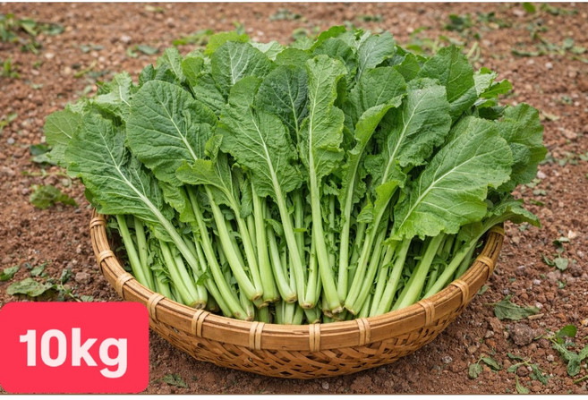 [여수진이네] 당일제조 국내산 생갓 여수돌산생갓, 1세트, 10kg