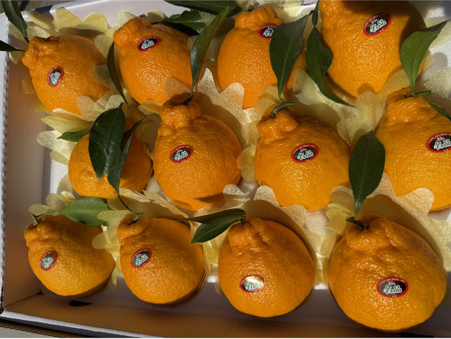 귤이랑감귤농장 세콤달콤 한라봉 5kg 3kg 선물용 가정용 산지직송, 1박스, 한라봉5kg선물용(특)