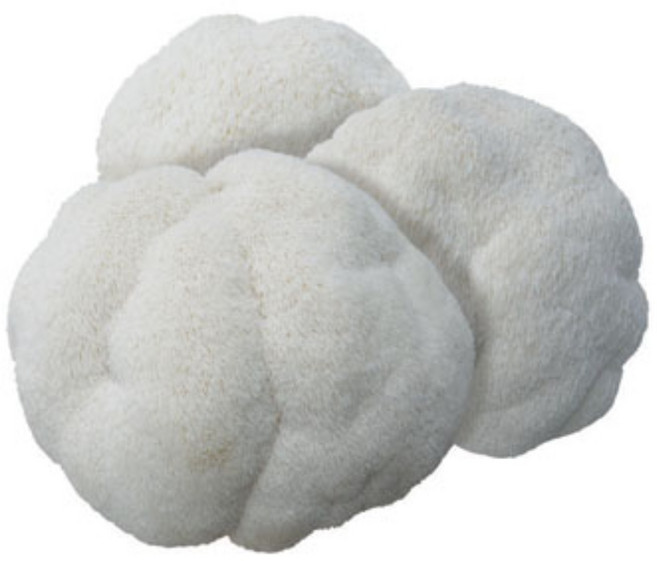 (무료배송) /착한농부들 무농약 노루궁뎅이버섯/ 8송이 4팩 600g이상/ 아이스팩 포장이라 싱싱해요! 샤브샤브 업소용으로 굿, 1박스