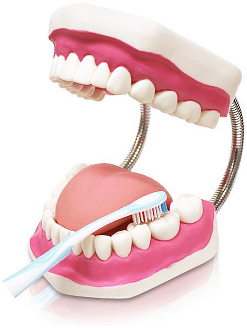 양치교육 치아모형(대) (4배크기) 칫솔질 교육용 양치 교구 이빨 모형, 1개