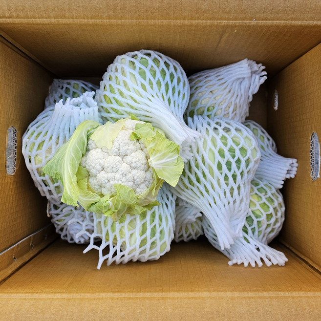 클릭마켓 제주산 생 콜리플라워 컬리플라워, 1개, 500g