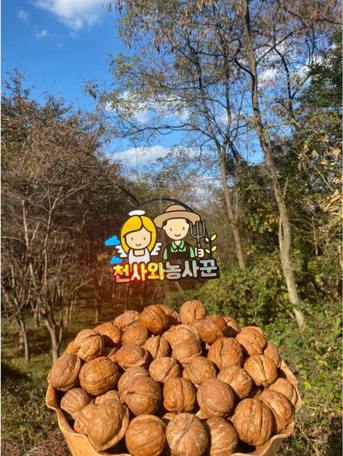 국산 햇 호두 국산호두 견과류 간편식 500g 1Kg, 햇호두 1Kg, 1개