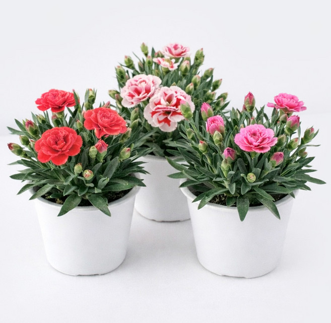 갑조네 향카네이션 모종 꽃 화분 오스카 향카네이션 향기나는꽃 카네이션 노지월동, 2개, 혼합