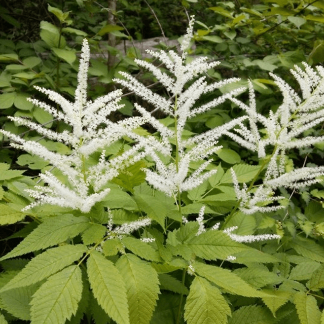 눈개승마 [4포트] (복남이네 야생화 모종 허브 식용 먹을수있는 삼나물 산야초 토종식물), 1개